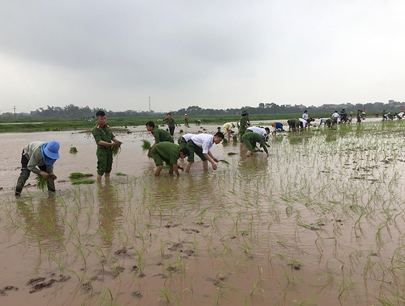 CAH Phú Xuyên hăng hái xuống đồng giúp dân cấy lúa